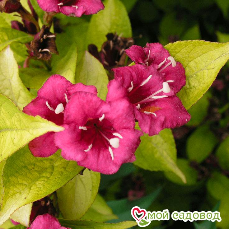 Вейгела цветущая "Рубидор"