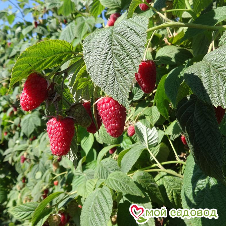 Малина Чемейнус Chemainus