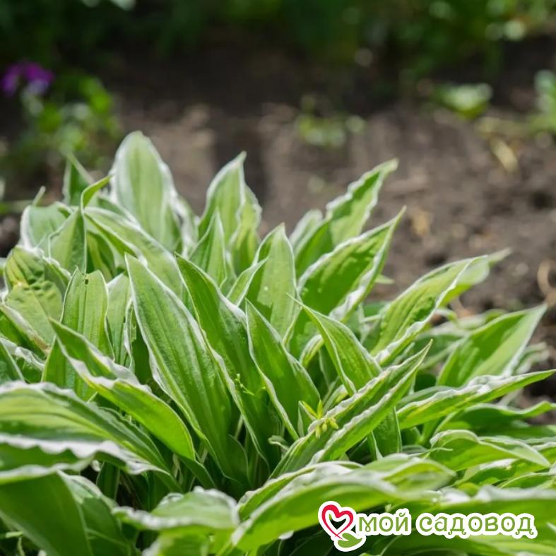 Хоста СЕНДХИЛЛ КРЕЙН